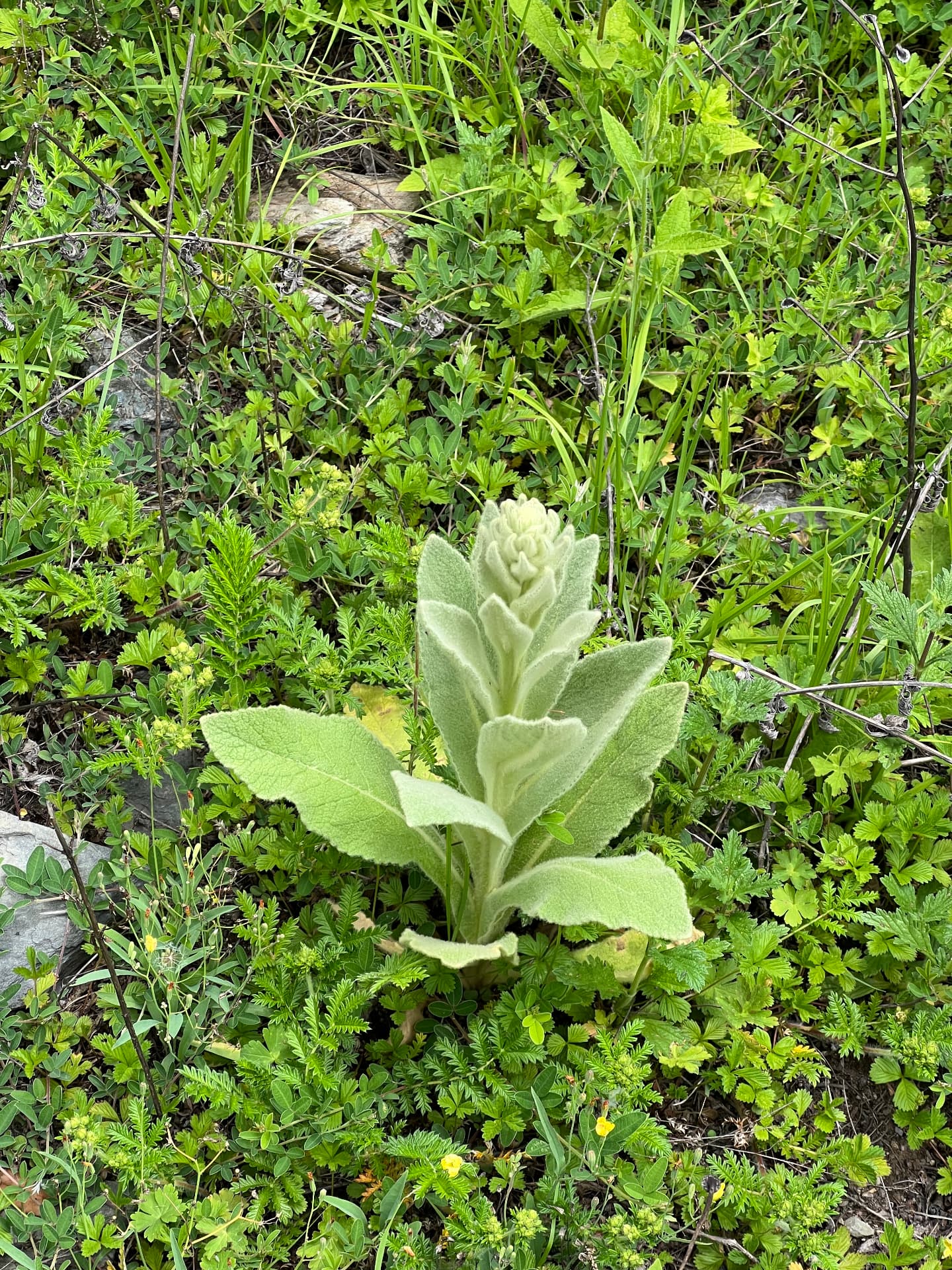 Wild plant growing among the grasses