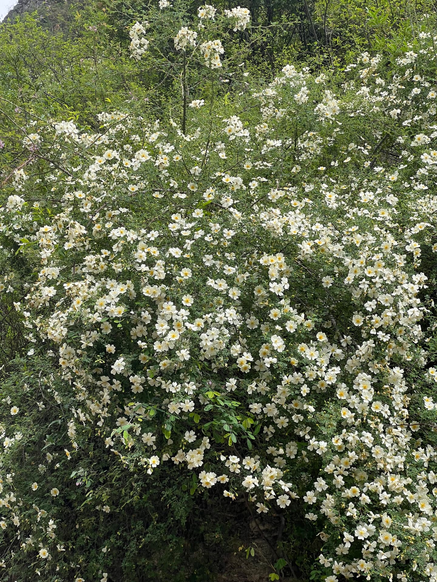 White wild roses blooming on the mountainside